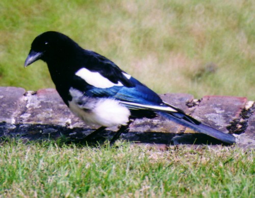 My daughter, the Magpie